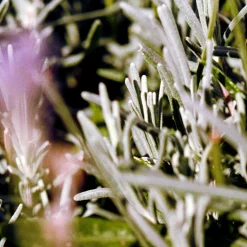 092 Hand Cream Sage/Rosemary/Lavender - L:A Bruket