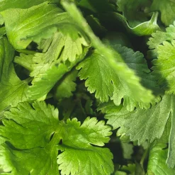 318 Room Diffuser Coriander - L:A Bruket